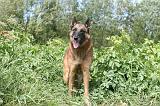 MALINOIS 932